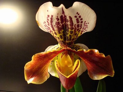 Orchidea.jpg