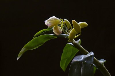 Dendrobium pierwsze kwitnienie  moje tegoroczne później wstawię zeszłoroczne