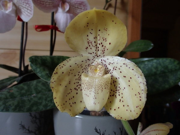 Kwitnący już od jakiegoś czasu Paphiopedilum concolor,<br />również ma 2 kwiaty :)
