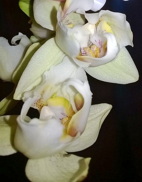 Phalaenopsis hybryda peloric.