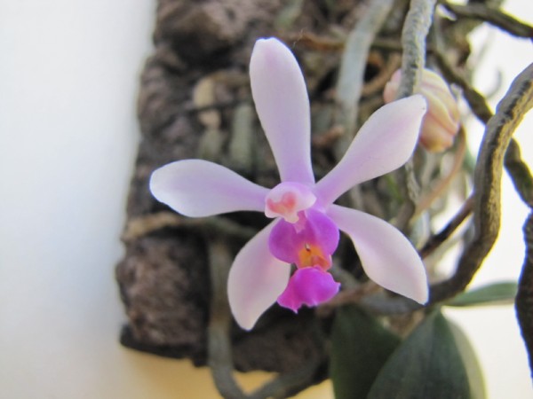 Phalaenopsis wilsonii.JPG