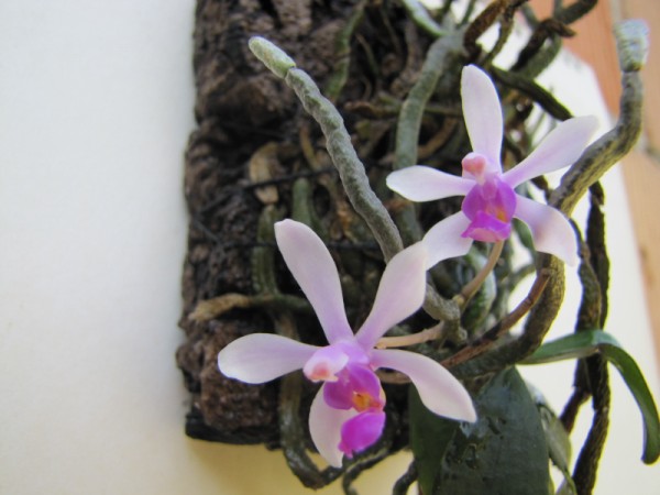 Phalaenopsis wilsonii.JPG