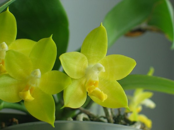 Phalaenopsis princess Kaiulani flava