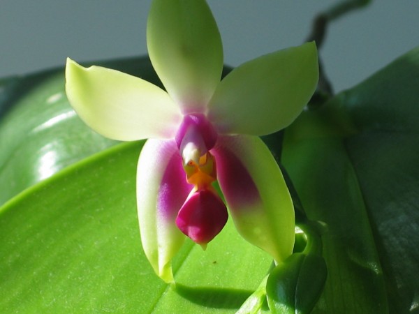 Phalaenopsis bellina 1