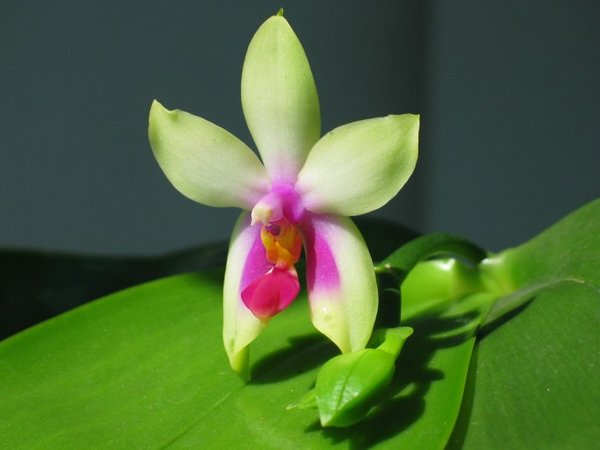Phalaenopsis bellina 1.JPG