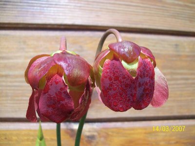 Kwiaty Sarracenia purpurea