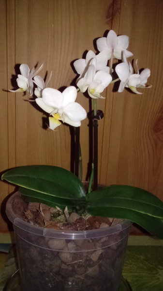 mini Phalaenopsis
