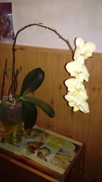 Phalaenopsis o ładnych żółtych kwiatach<br />Miał więcej kwiatów ale czas robi swoje