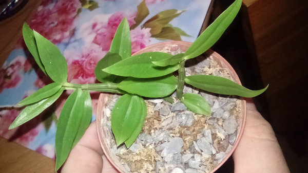 Dendrobium pierardii