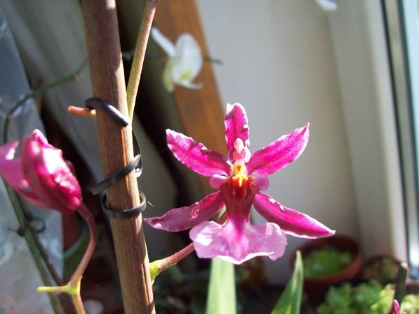 Onicidium Scherry Baby - kwiat.jpg