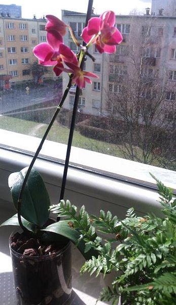 Phalaenopsis-Mini Maroon ; Mój pierwszy ever