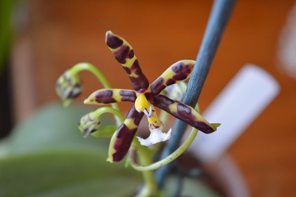Phalaenopsis manii