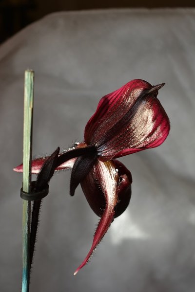 Paphiopedilum maudiae vincolor