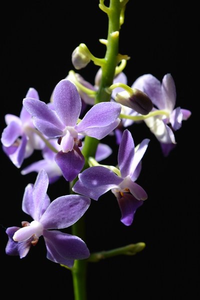 Doritaenopsis purple gem 'aida'