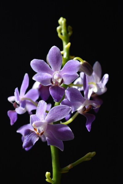 Doritaenopsis purple gem 'aida'