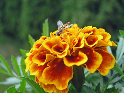 Aksamitka z pszczółką 2012