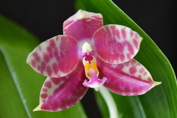 Phalaenopsis Yaphon Nice Girl x Su An Super Star
