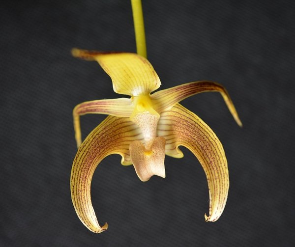 Bulbophyllum Lobbi