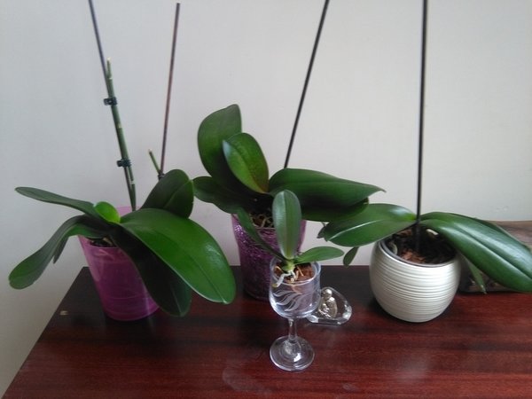 Phalaenopsis w sypialni