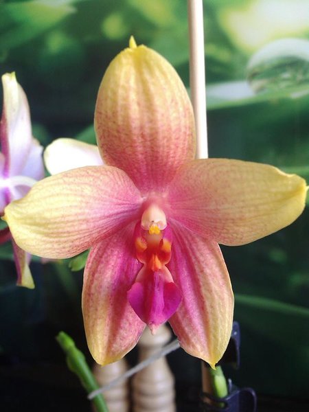 Phalaenopsis Sweet Memory &quot;Liodoro&quot;. Nawet przekwitając wygląda ładnie i wciąż pachnie. Zauważcie drugi pęd kwiatowy. Później on też zakwitł. :)
