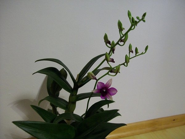 Hybrydowe Dendrobium