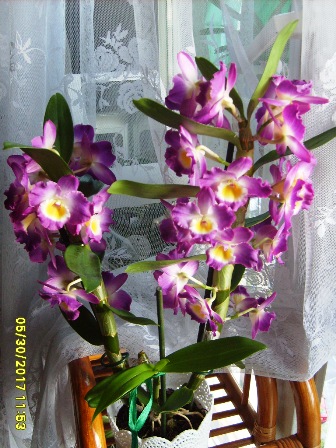 Dendrobium nobile1_13.08.17.JPG