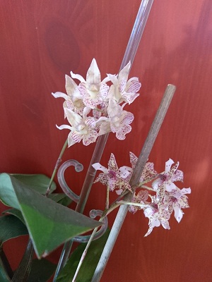 Dendrobium aberrans x polysema- milion malutkich kwiatuszków