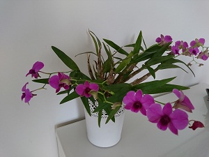 Dendrobium phalaenopsis co kwitnienie to wiecej kwiatów
