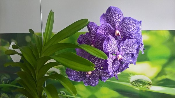 Vanda Sunanda &quot;Purple Rain&quot; by Su-Su Vanda, rozpiętość kwiatu 12-14 cm