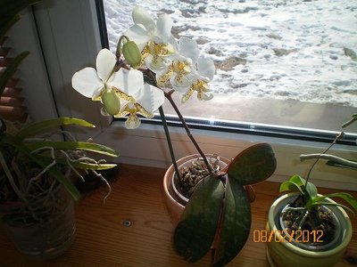 Phalaenopsis stuartiana,już kwitnie miesiąc