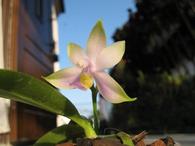 Phalaenopsis violacea blue Malaysia