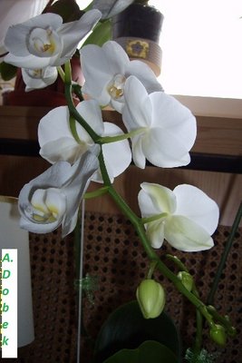 falenopsis biały.JPG